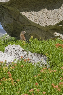 YellowBelly Marmot, Marmota flaviventris, Rockchuck and Indian Paintbrush Grand Teton