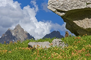 Marmot Prints: YellowBelly Marmot, Marmota flaviventris, Rockchuck and Indian Paintbrush Grand Teton