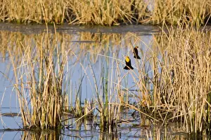 Mission Valley Prints: Yellowheaded Blackbirds in small pond at Ninepipe WMA in the Mission Valley of Montana