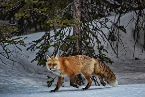 Red Fox Prints: Yellowstone National Park