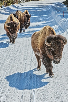 Bison Prints: Yellowstone National Park