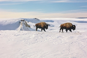 Bison Prints: Yellowstone National Park