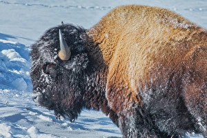 Bison Prints: Yellowstone National Park