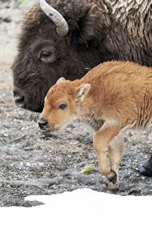 Cute Prints: Yellowstone National Park. American bison calf standing next to its mother