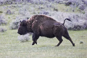 Yellowstone National Park. An American bison cow acts in a frenzied manner