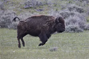 Yellowstone National Park. An American bison cow acts in a frenzied manner