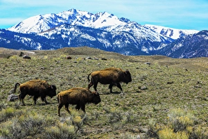 Snowcapped Prints: Yellowstone National Park, American Bison trio on plains with snowy Rocky Mountains