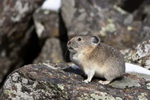 Cute Prints: Yellowstone National Park, American pika sitting on a boulder