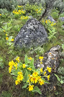 Lichen Prints: Yellowstone National Park, arrowleaf balsamroot covers the hillsides in the spring