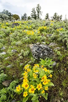 Images Dated 28th May 2019: Yellowstone National Park. Arrowleaf balsamroot covers the hillsides in the spring