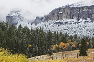 Yellowstone National Park, Autumn Frost