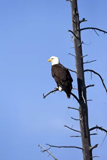 Yellowstone National Park, bald eagle perching on the limb of a dead tree