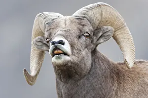 Yellowstone National Park, bighorn ram lifts its lip in a flehmen