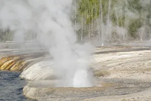 Steam Prints: Yellowstone National Park, Biscuit Geyser Basin. Steam rising from the small geysers