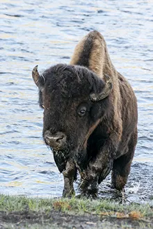 Yellowstone National Park. A bison bull emerging from the Firehole River
