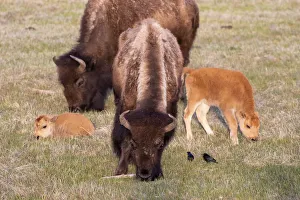 Yellowstone National Park. Two bison cows grazing with their young calves nearby