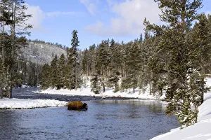 Yellowstone National Park, bison crossing river in winter