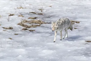 Watching Prints: Yellowstone National Park, coyote walking through the icy slush
