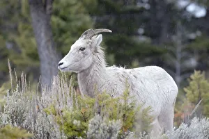Images Dated 28th May 2019: Yellowstone National Park, female bighorn sheep