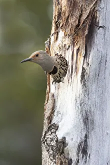 Yellowstone National Park, a female northern flicker emerges from its nest hole