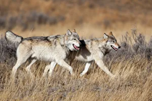 Yellowstone National Park, two gray wolves move through the dry grass Yellowstone National Park, two gray wolves move through the dry grass