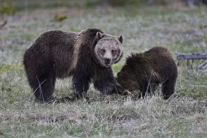 Bear Gallery: Yellowstone National Park, a grizzly bear sow digs in the grass with her cub