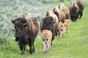 Mother Prints: Yellowstone National Park. A group of bison cows with their calves move in a long line