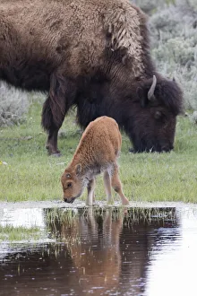 Images Dated 28th May 2019: Yellowstone National Park, Lamar Valley. American bison calf stays close to its mother