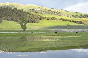 Images Dated 28th May 2019: Yellowstone National Park, Lamar Valley. Bison enjoying the green grass of spring