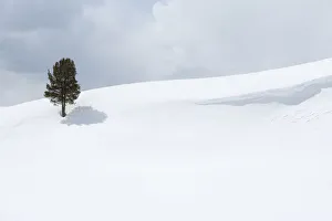 Yellowstone National Park, Lamar Valley. A lone trees standing out in the snowy landscape