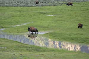 Images Dated 28th May 2019: Yellowstone National Park, Lamar Valley. Bison enjoying the green grass of spring