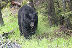 Yellowstone National Park, large black bear sow walking among the green grass of early spring