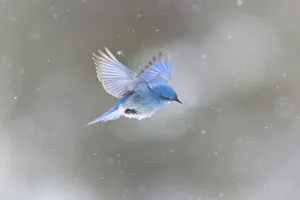 Yellowstone National Park, a male mountain bluebird hovers above a stream in a snowstorm
