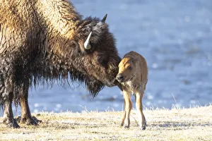Caring Prints: Yellowstone National Park. The newborn bison calf is wet and cold after swimming the river