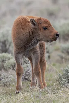 Cute Prints: Yellowstone National Park. Portrait of a baby American bison in its orange coat