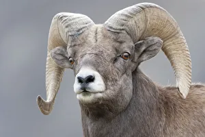 Yellowstone National Park. Portrait of a bighorn ram