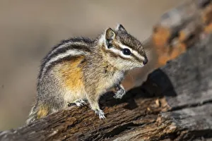 Yellowstone National Park, portrait of a chipmunk