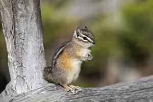Cute Prints: Yellowstone National Park, portrait of a chipmunk