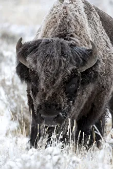 Frost Prints: Yellowstone National Park, portrait of a frost covered American bison