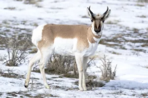 Buck Prints: Yellowstone National Park, portrait of a male pronghorn in winter snow