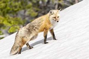 Yellowstone National Park, red fox in its spring coat walking through melting snow