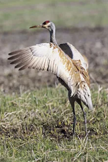 Yellowstone National Park, sandhill crane flaps its wings after preening