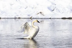 Swan Prints: Yellowstone National Park, trumpeter swan flaps its wings after preening