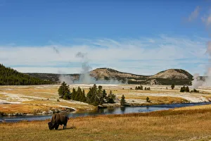 Bison Prints: Yellowstone National Park, USA, Bison, buffalo, Steam, Old Faithful, Yellowstone River