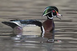 Plumage Prints: Yellowstone National Park, wood duck drake in breeding plumage floats on the river while calling