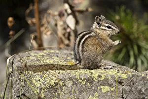 Images Dated 17th September 2007: Yellowstone National Park, WY, USA, Least Chipmunk, Tamias minimus, sitting on a rock