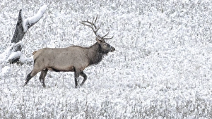 Images Dated 27th September 2013: Yellowstone National Park Wyoming. Bull Elk walks in the snow