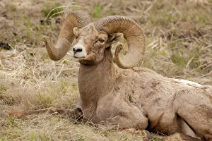 Yellowstone National Park, Wyoming, USA. Bighorn sheep ram resting