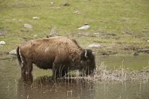 Yellowstone National Park, Wyoming, USA. Bison with a starling on its back, drinking in a pond