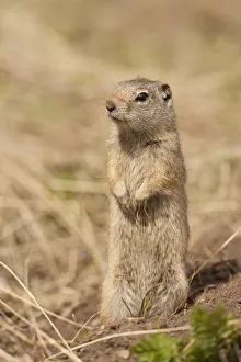 Images Dated 4th December 2018: Yellowstone National Park, Wyoming, USA. Uinta ground squirrel standing on his hind